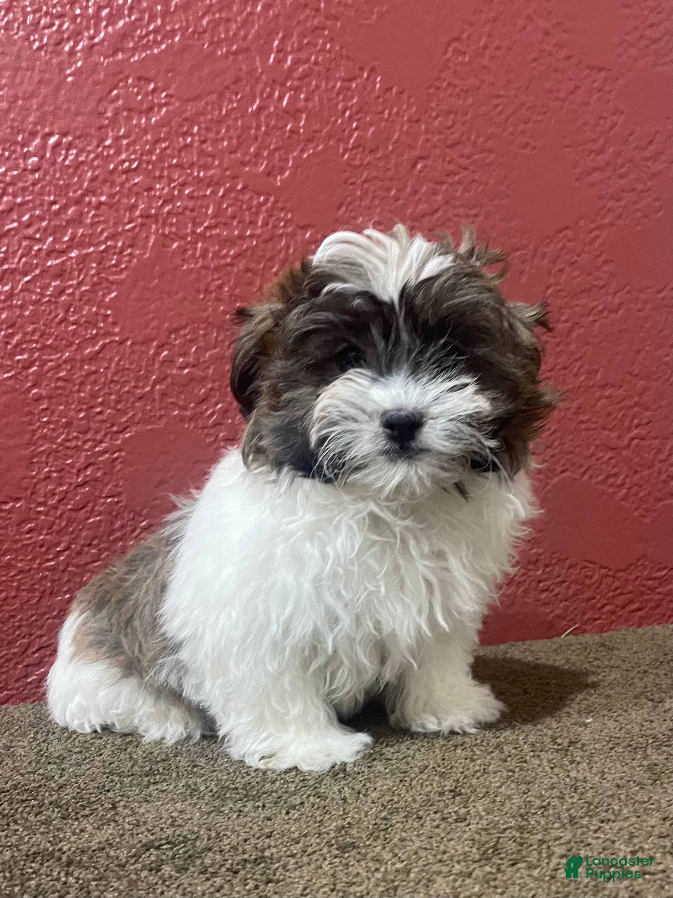 Shih Tzu dogs Carl - Ad 37