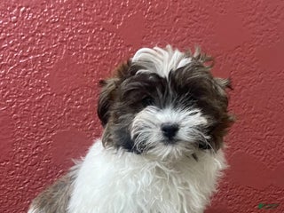 Shih Tzu dogs Carl - Ad 37