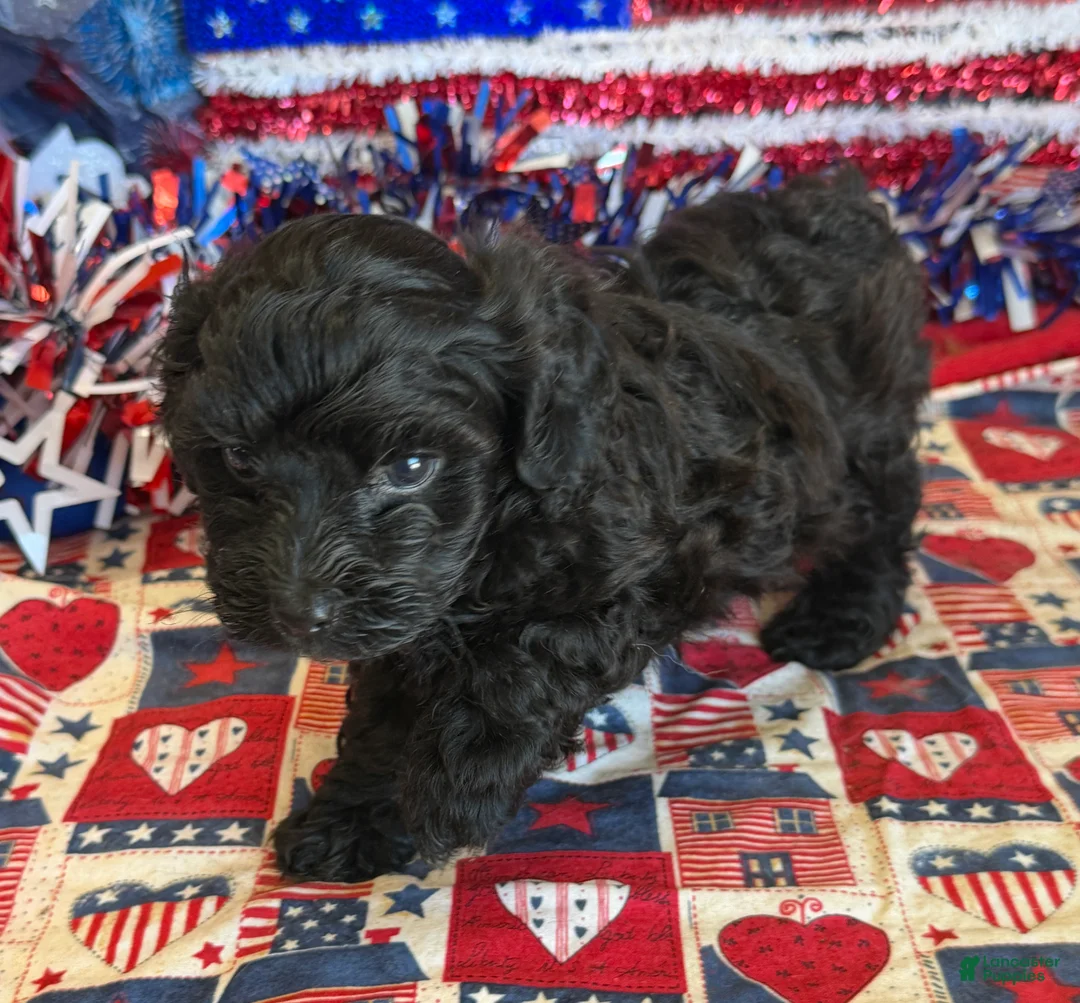 Maltipoo dogs for sale: Armani - Ad 2