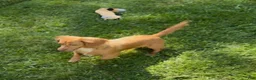 Miniature Dachshund dogs for sale: Mika - Ad 4