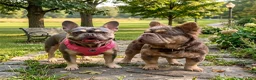 French Bulldog dogs for sale: Casanova - Ad 2