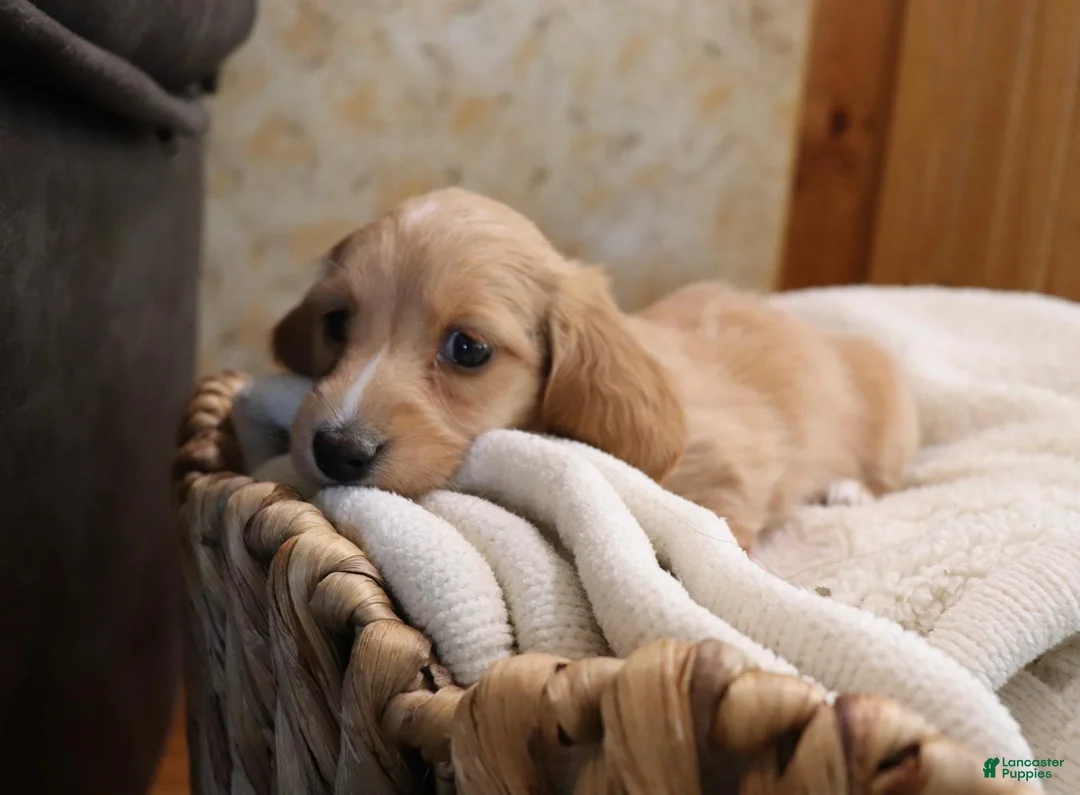 Dachshund dogs for sale: Mia - Ad 2