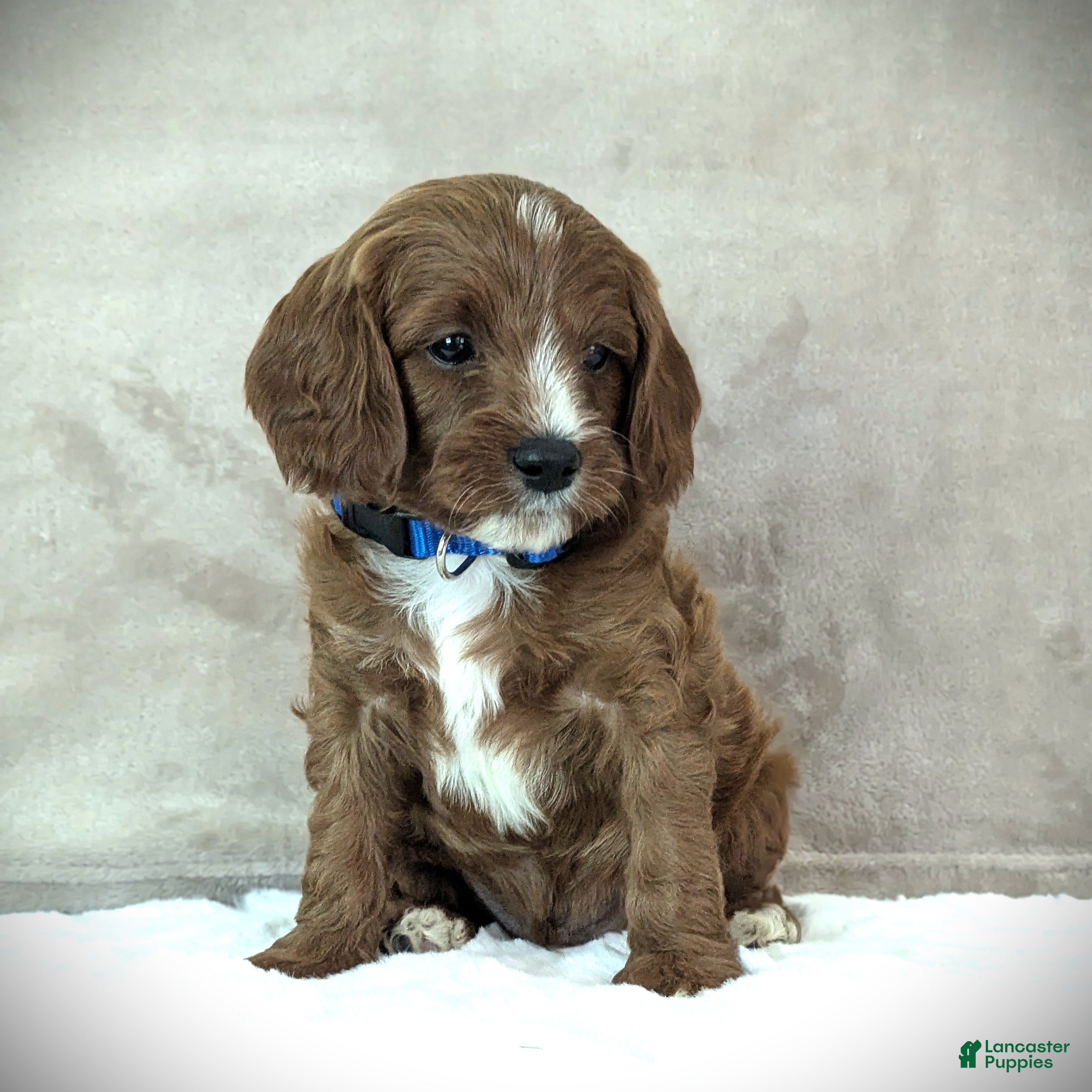 Cavapoo dogs Max - Ad 2