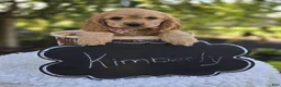 Cocker Spaniel dogs for sale: Kimberly - Ad 5