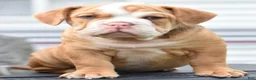 Mixed Breed dogs for sale: Hercules Bulldog hybrid  - Ad 22