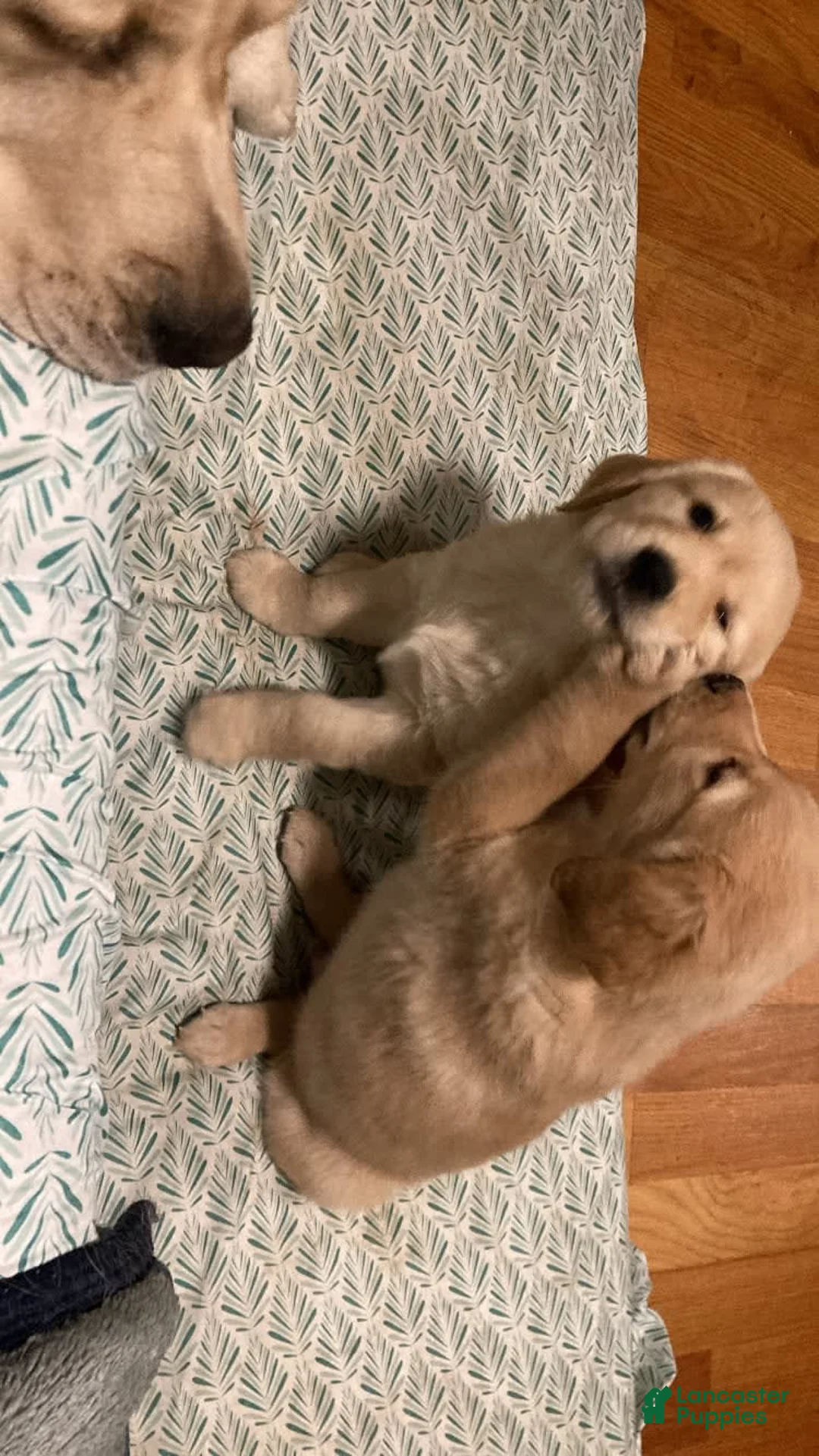 Gallery Image {{count}}