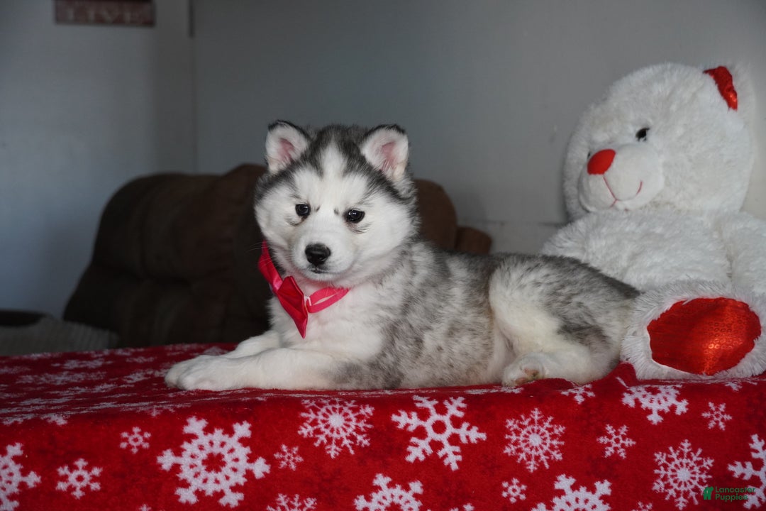 Siberian Husky dogs for sale: Lola - Ad 5