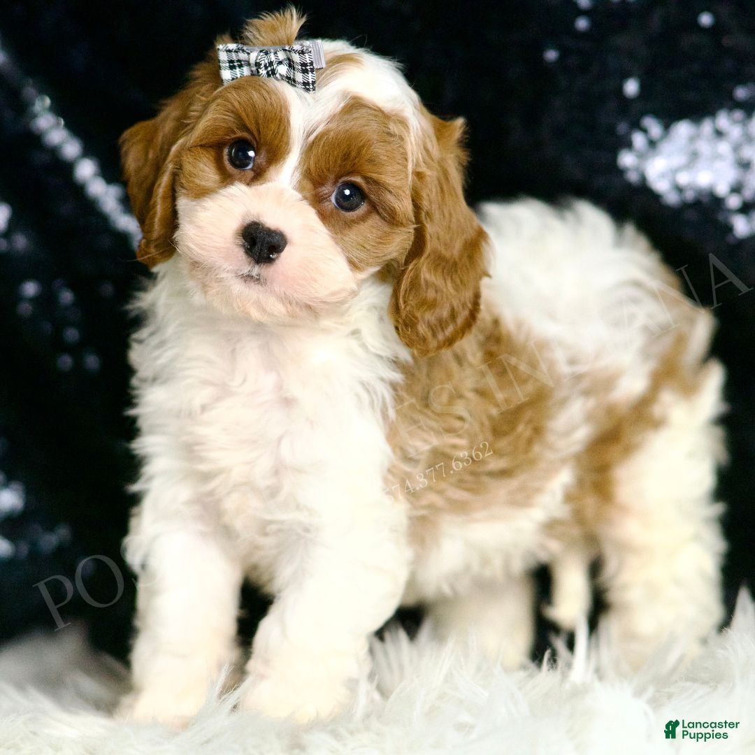 Cavapoo dogs for sale: Dumpling F1 - Ad 4