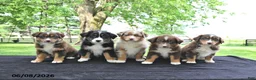 Australian Shepherd dogs for sale: Dafney - Ad 5