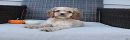 Cocker Spaniel dogs for sale: Ember - Ad 5