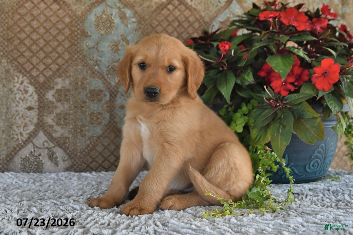 Golden Retriever dogs Charlotte - Ad 2