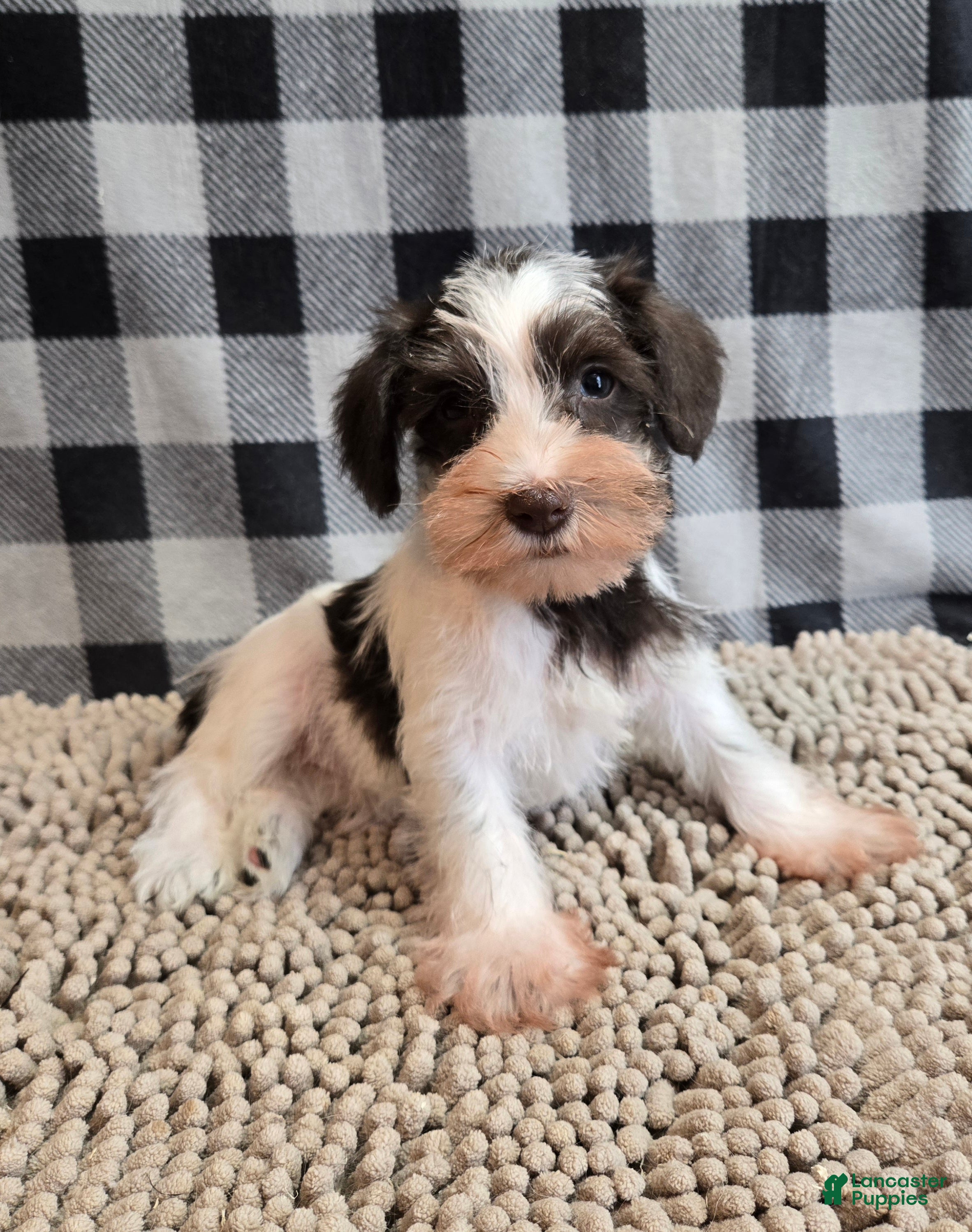 Miniature Schnauzer dogs Sophie - Ad 2