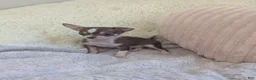 Chihuahua dogs for sale: Tiny  - Ad 10