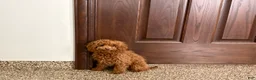 Maltipoo dogs for sale: Tiny Red  - Ad 3