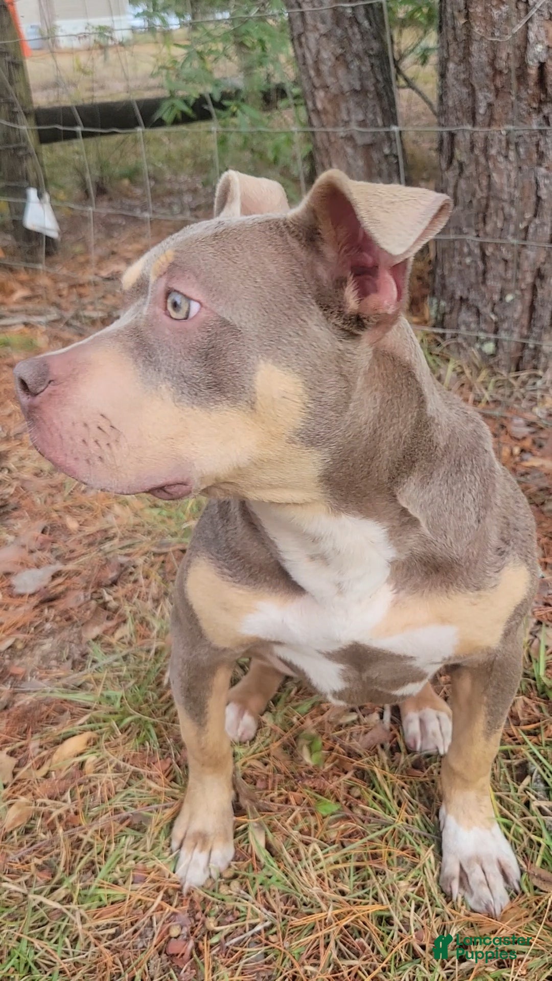 American Bully dogs for sale: Gal - Ad 6