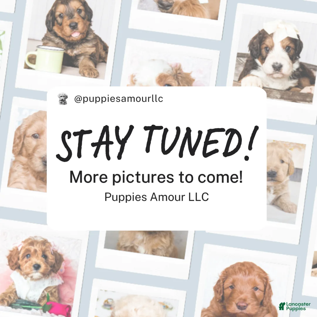 Bernedoodle dogs for sale: Forest - Ad 2