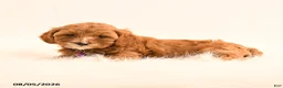 Cavapoo dogs for sale: Indie - Ad 2