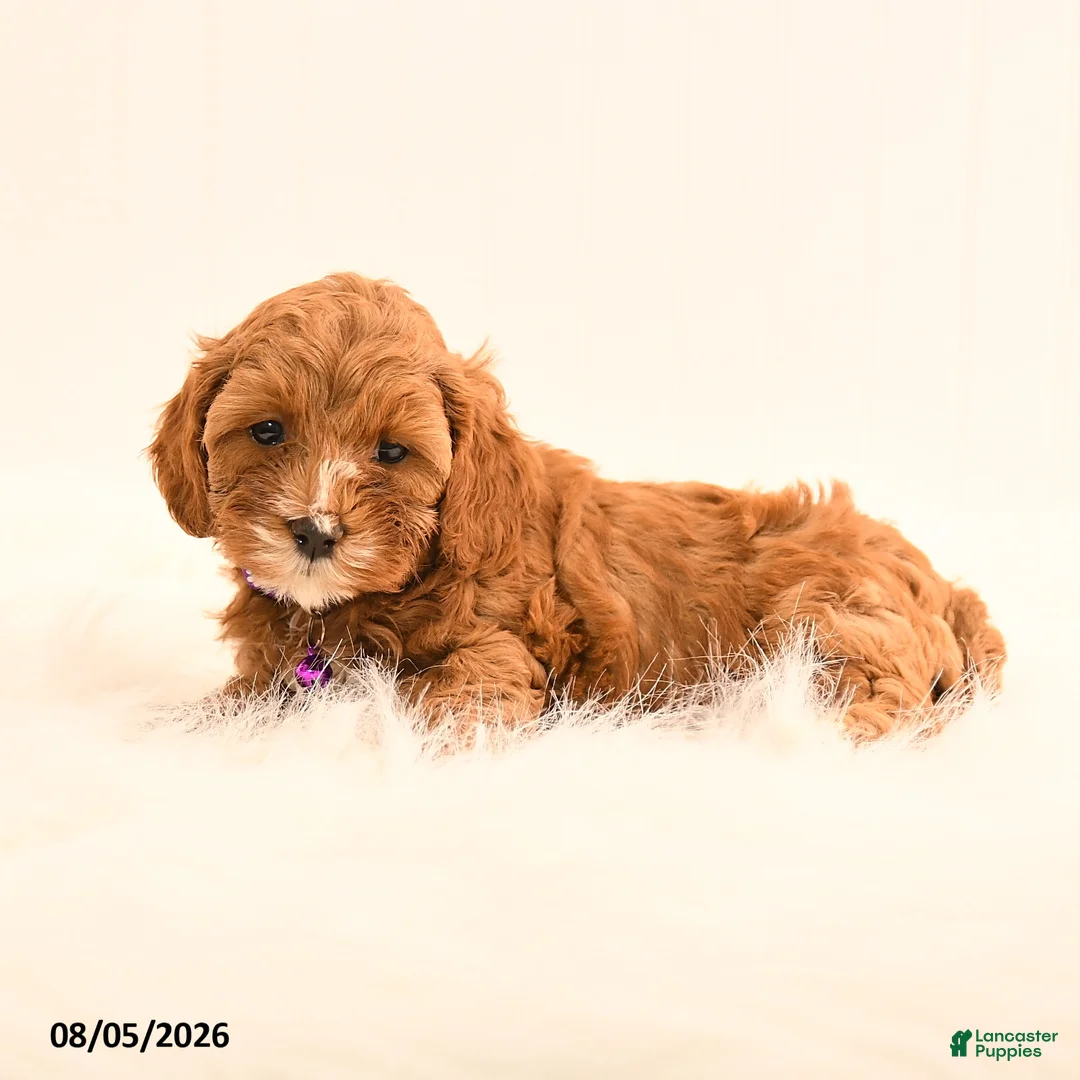 Cavapoo dogs for sale: Indie - Ad 2
