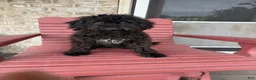 Cavapoo dogs for sale: Eliza - Ad 3