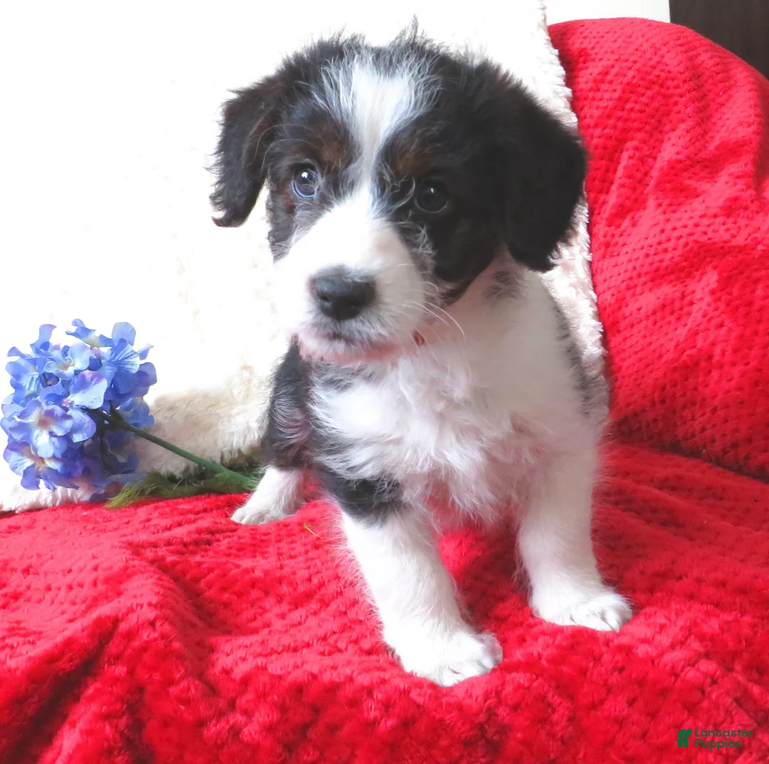 Corgipoo dogs for sale: Corgipoo Puppy 2 - Ad 4