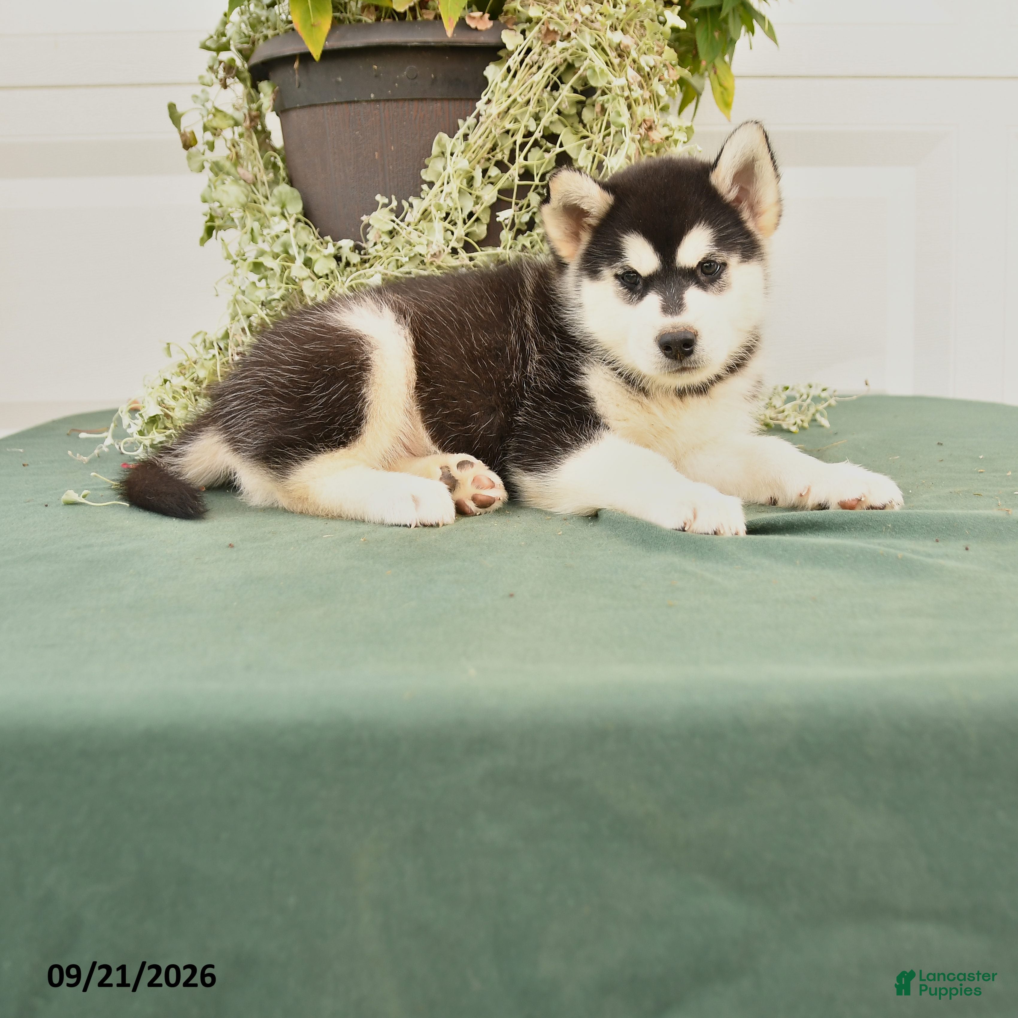Alaskan Malamute dogs Charlie - Ad 1