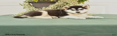 Charlie