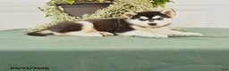 Alaskan Malamute dogs for sale: Charlie - Ad 1