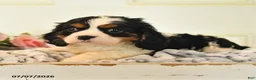 Cavalier King Charles Spaniel dogs for sale: Lucky - Ad 4