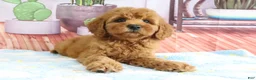 Mini Goldendoodle dogs for sale: Kona - Ad 3