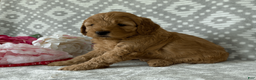 Goldendoodle dogs for sale: Rose - Ad 3