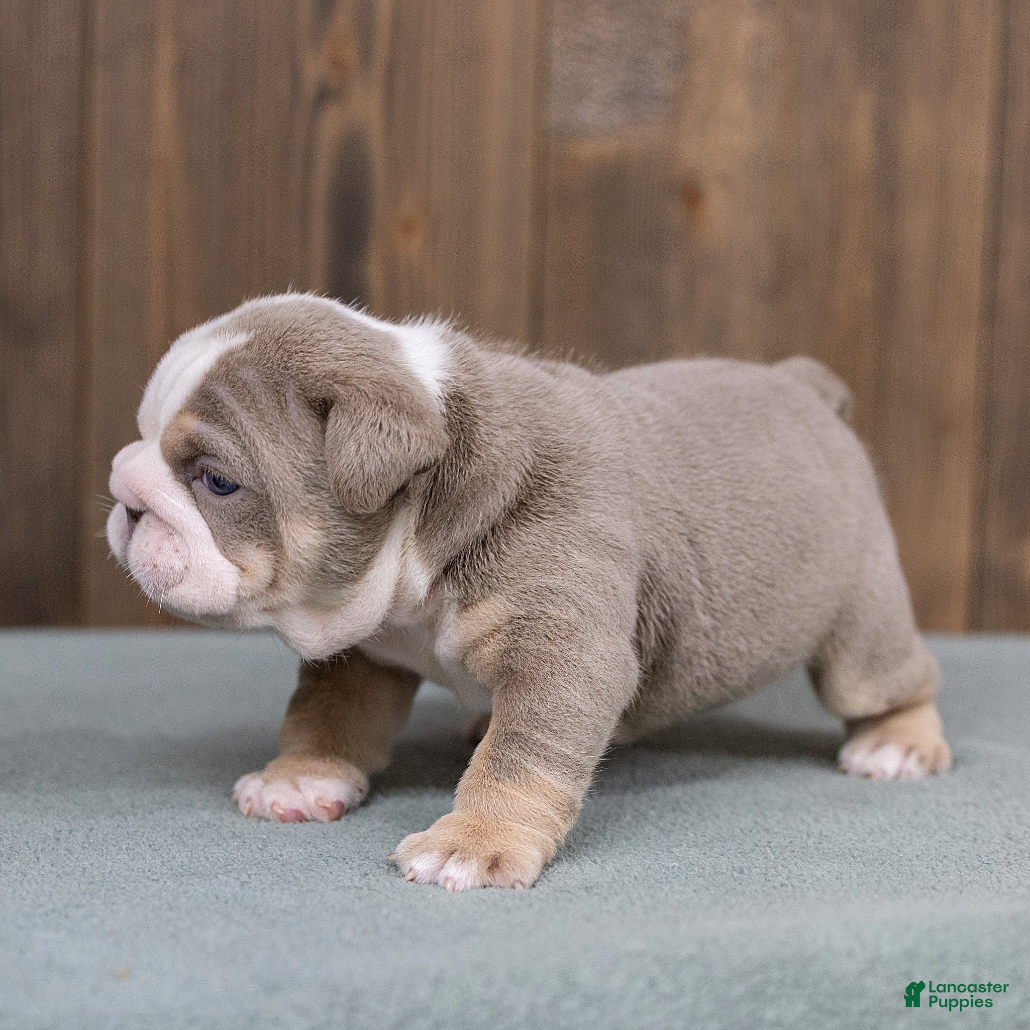 English Bulldog dogs Winnie Mae English Bulldog  - Ad 2