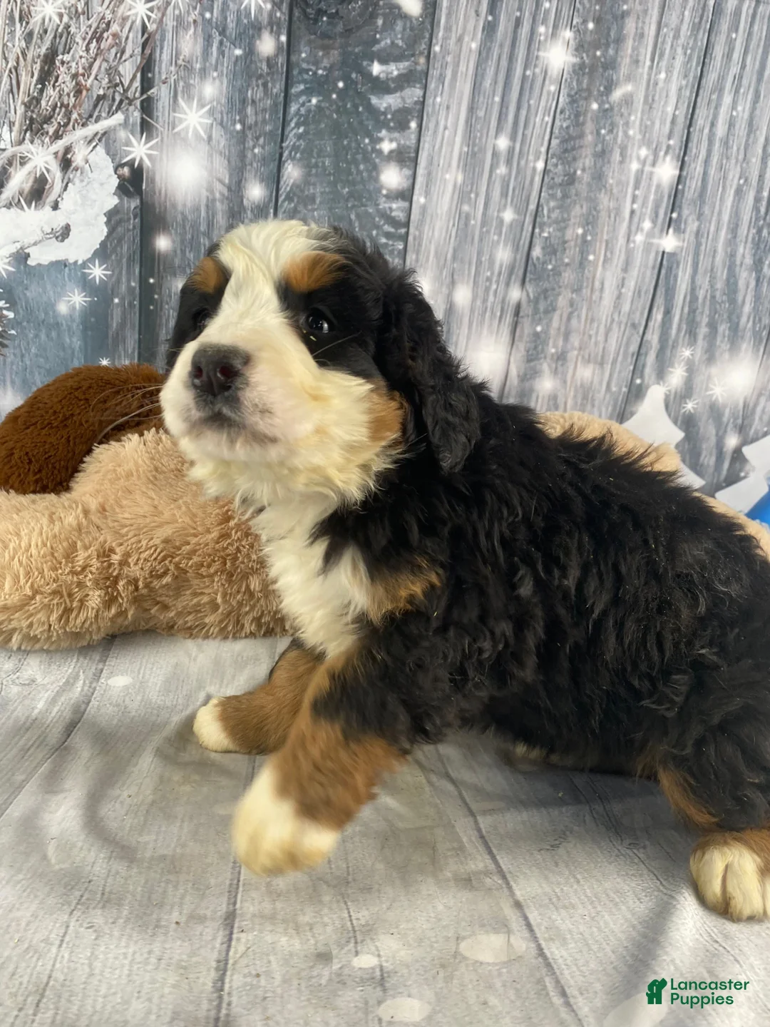 Bernese Mountain Dog dogs for sale: June - Ad 5