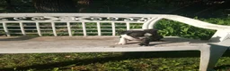 Boston Terrier dogs for sale: g-1 - Ad 9