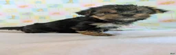 Yorkshire Terrier dogs for sale: Evie - Ad 4