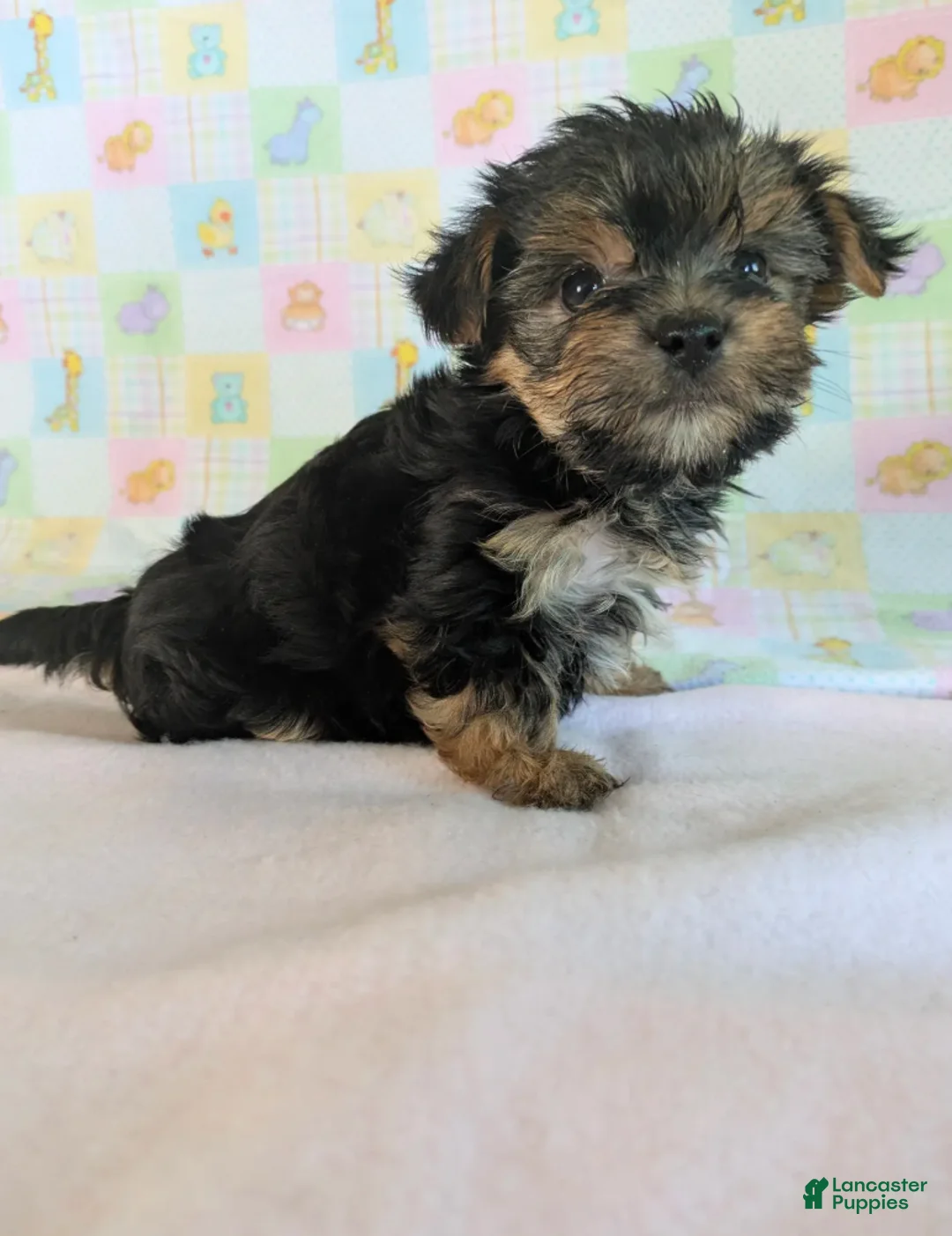 Yorkshire Terrier dogs for sale: Evie - Ad 4