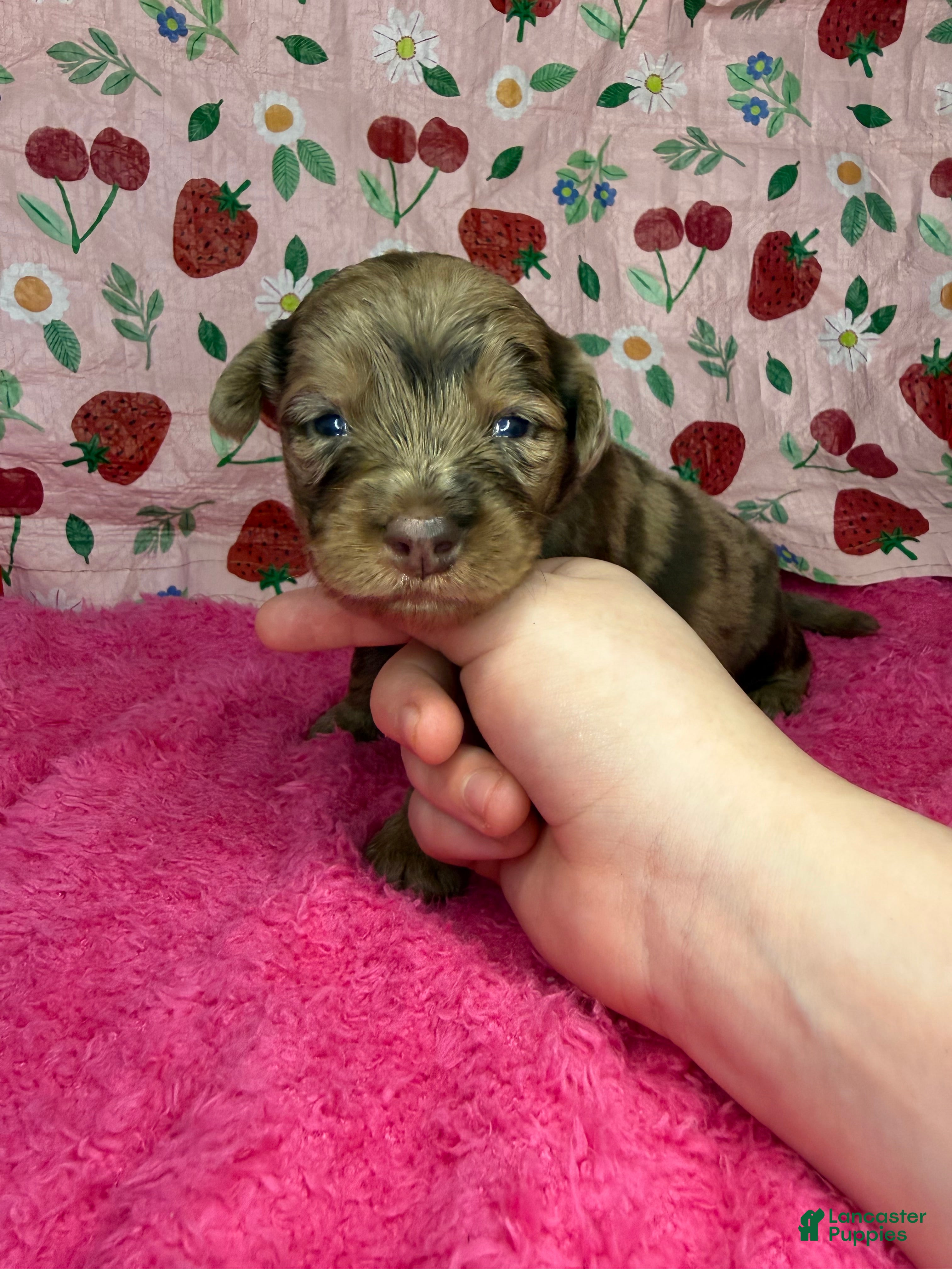 Mixed Breed dogs hershey  - Ad 4