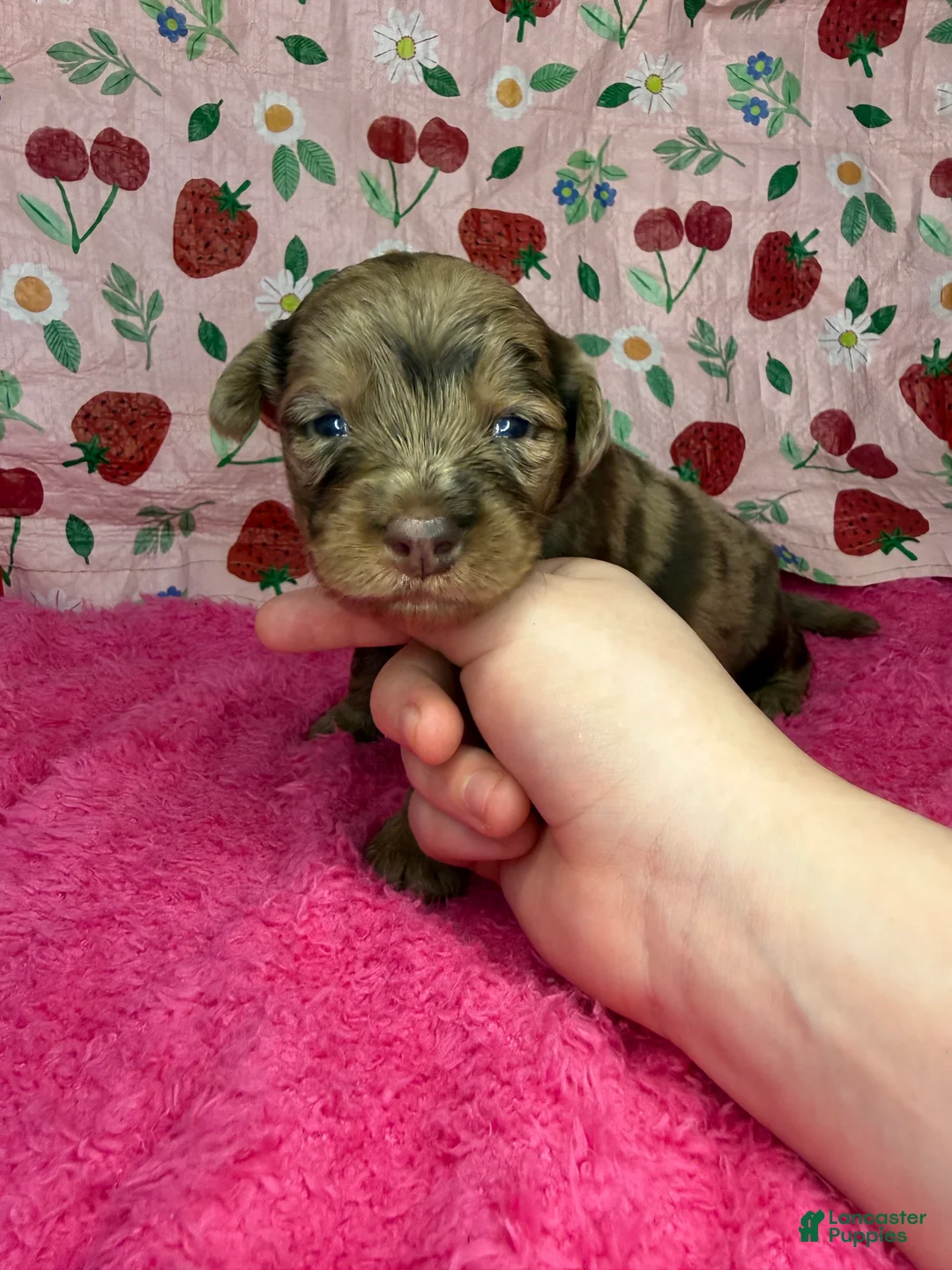 Mixed Breed dogs for sale: hershey  - Ad 1