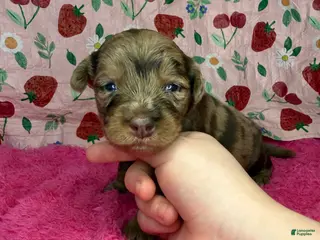 Mixed Breed dogs hershey - Ad 4