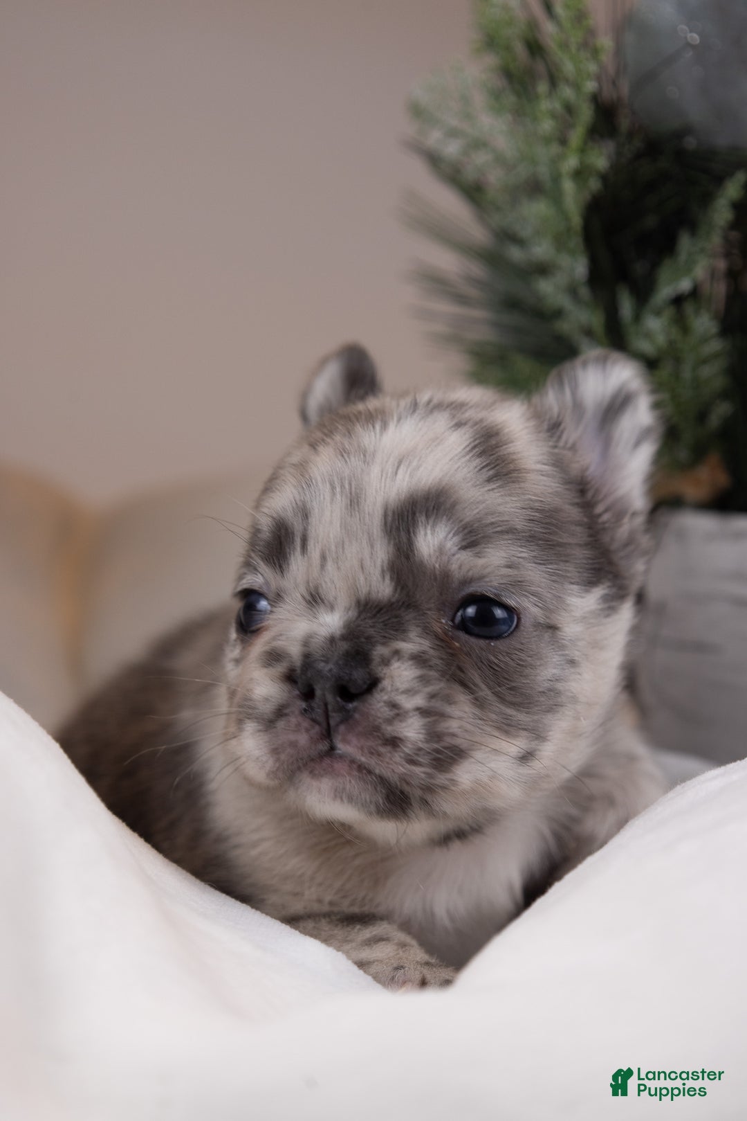 French Bulldog dogs for sale: Luigi -Fluffy Big Rope - Ad 4