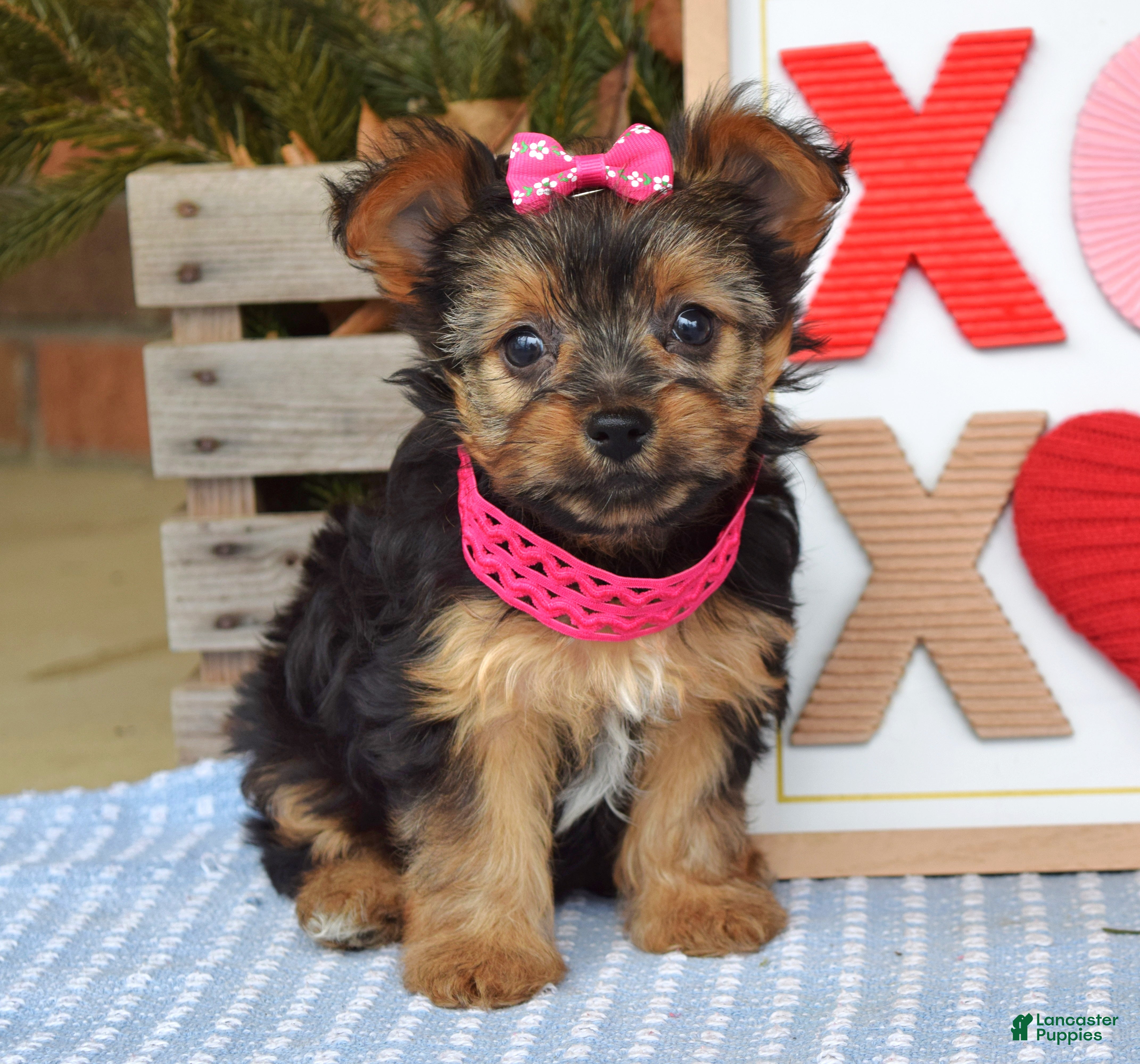 Yorkshire Terrier dogs Petunia - Ad 2