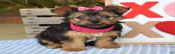 Yorkshire Terrier dogs for sale: Petunia - Ad 2