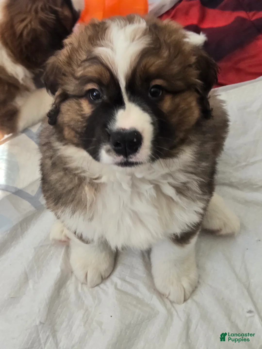 Mixed Breed dogs for sale: Zues - Ad 8