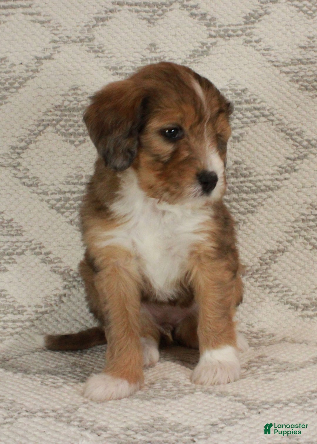 Bernedoodle dogs for sale: Chloe  - Ad 10