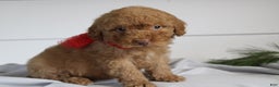 Miniature Poodle dogs for sale: Dallas - Ad 2