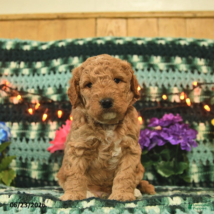Mini Goldendoodle dogs Huffy  - Ad 2