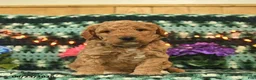 Mini Goldendoodle dogs for sale: Huffy  - Ad 2