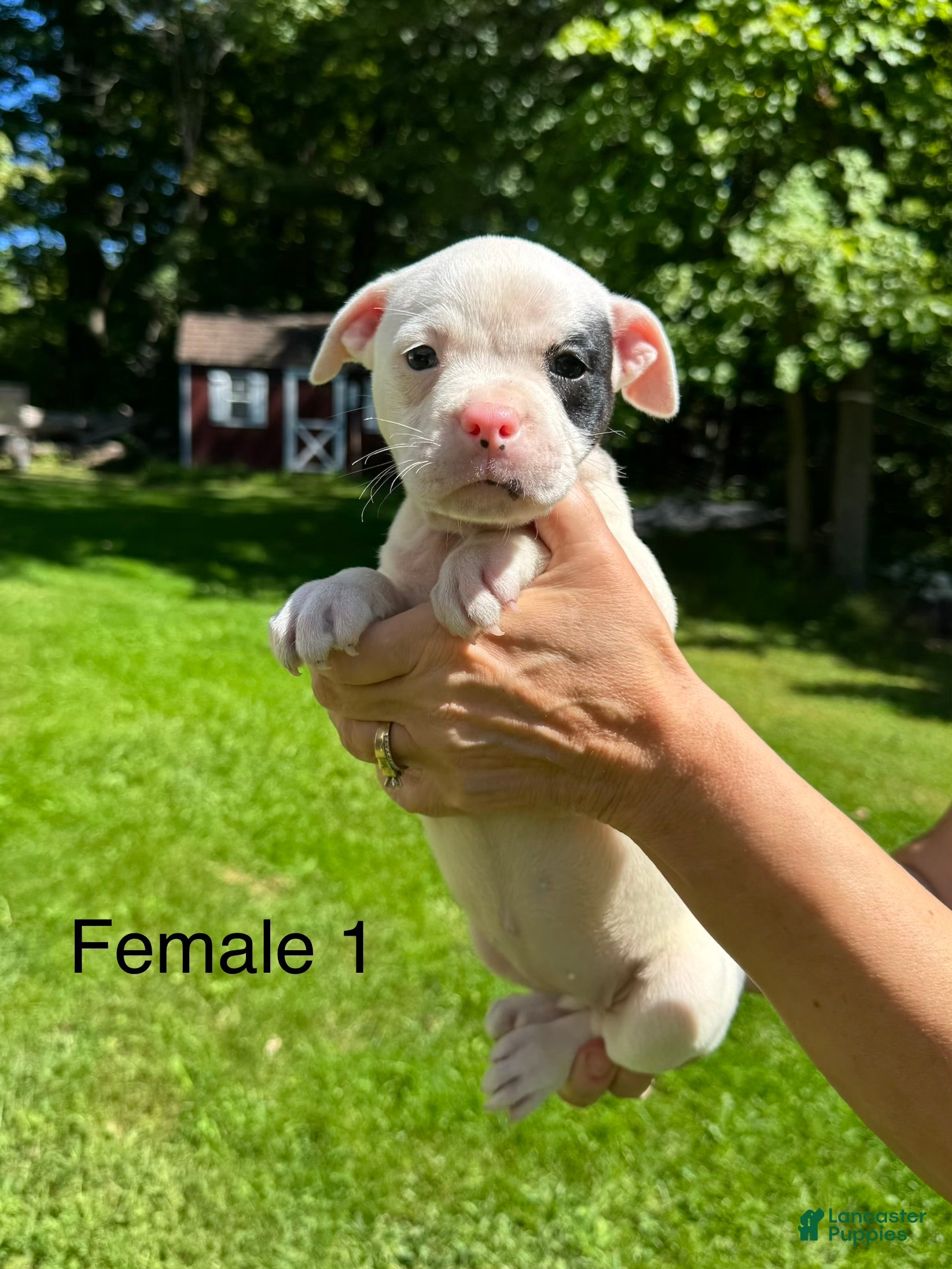 American Bulldog dogs Female 1 - Ad 1