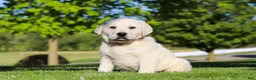 Labrador Retriever dogs for sale: Buddy - Ad 4