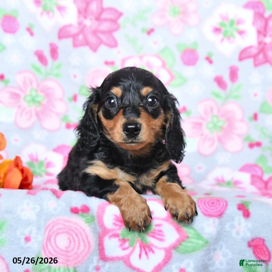 Miniature Dachshund dogs Blossom - Ad 2