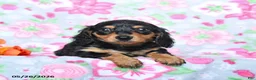 Miniature Dachshund dogs for sale: Blossom - Ad 2